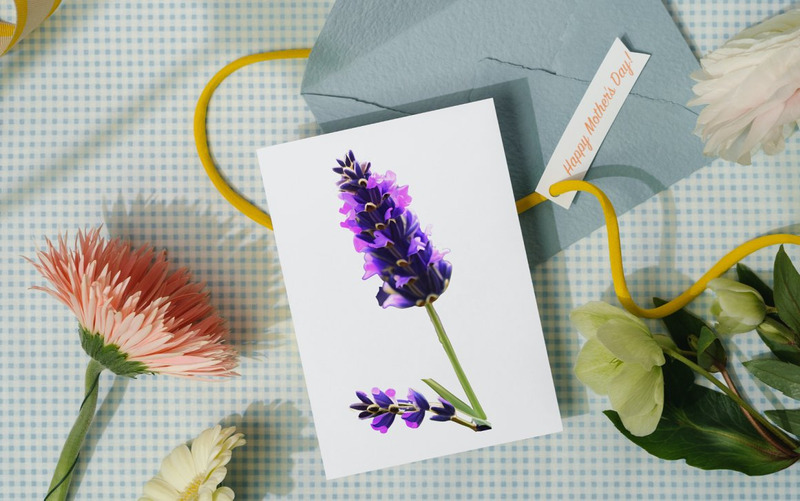 Watercolor Lavender Flower PNG Bundle - Features Image 5