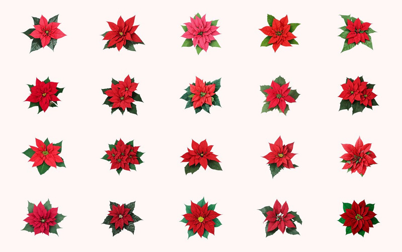 Aquarela, poinsétia, flor Clipart - Features Image 5