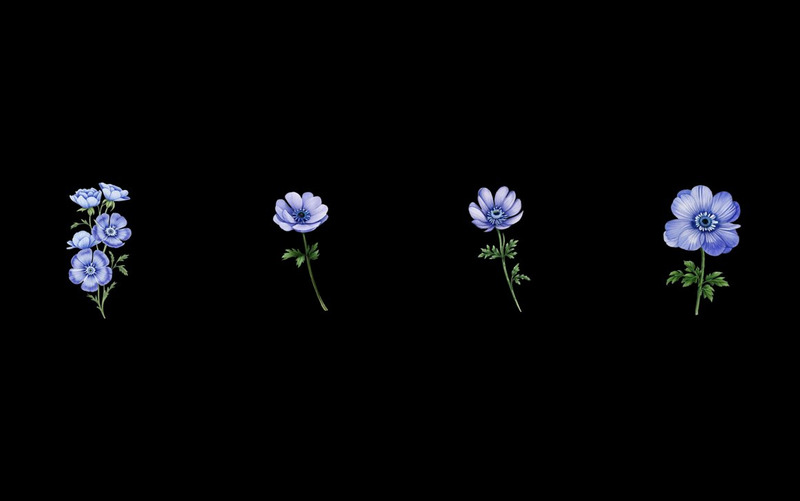 Acuarela Anémonas Flor PNG Clipart - Características Imagen 5