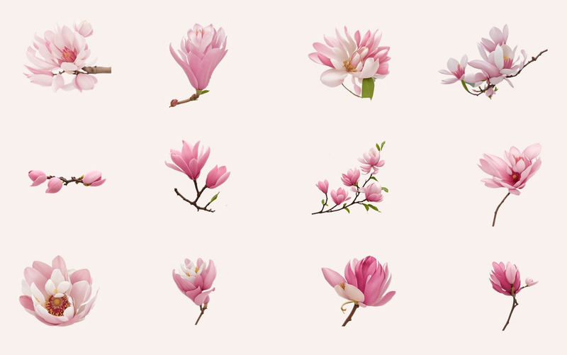 38 Klipart PNG Květ magnólie - Features Image 3