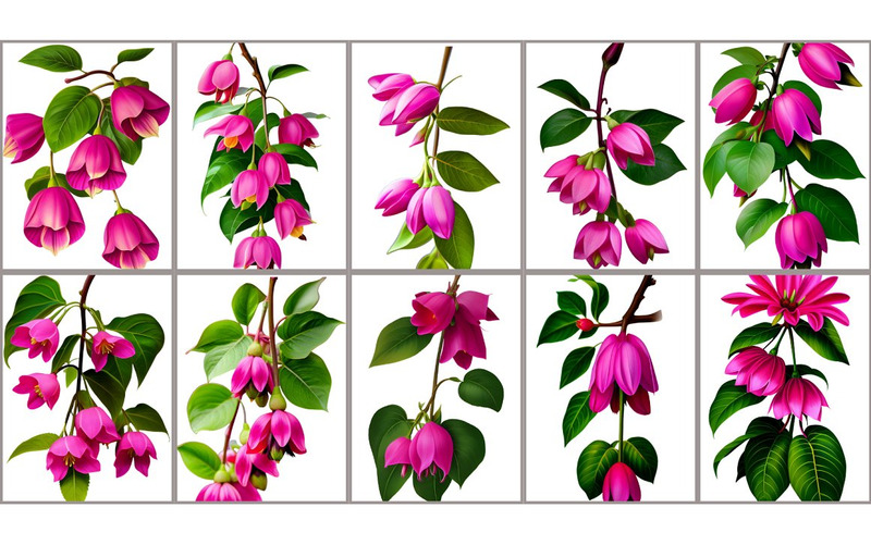 Aquarelle Fleur Fuchsia PNG Vol.3 - Caractéristiques de l’image 1