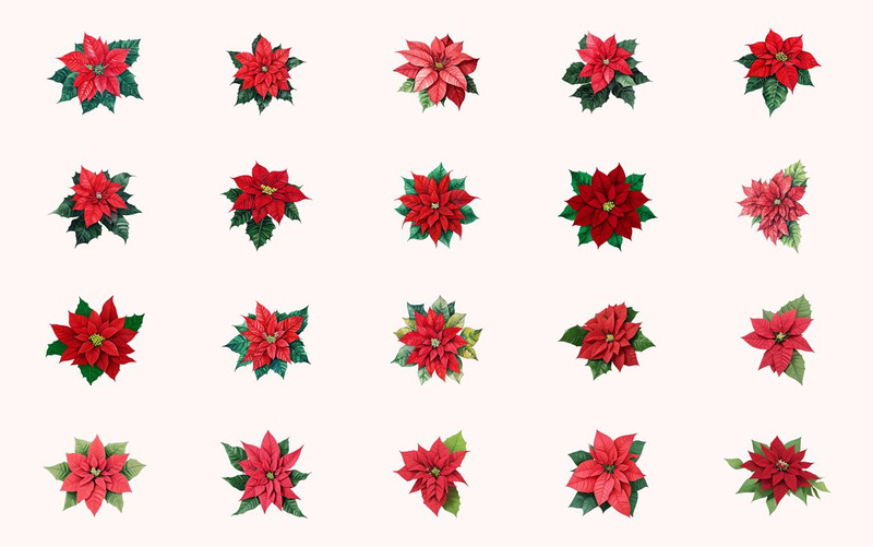 Aquarela, poinsétia, flor Clipart - Features Image 1