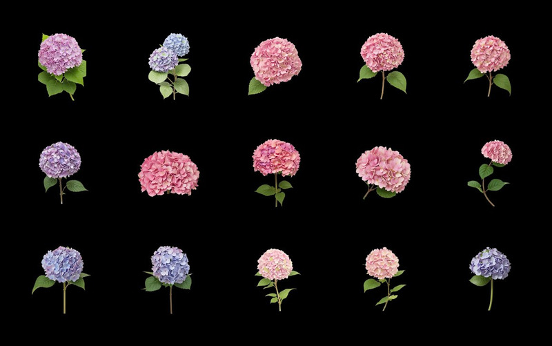 Clipart de flores azules y rosas de hortensias - Características Imagen 7