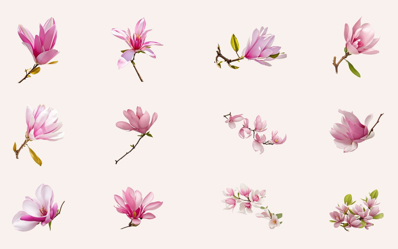 38 Klipart PNG Květ magnólie - Features Image 1