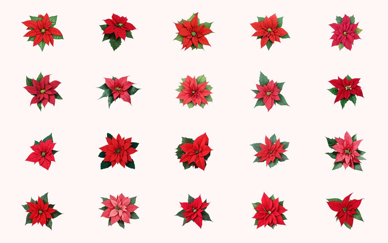 Aquarela, poinsétia, flor Clipart - Features Image 3