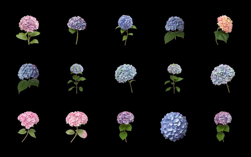 Clipart de flores azules y rosas de hortensias - Características Imagen 6