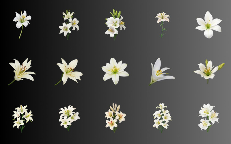 70 White Lily Flower PNG Clipart - Features Image 7