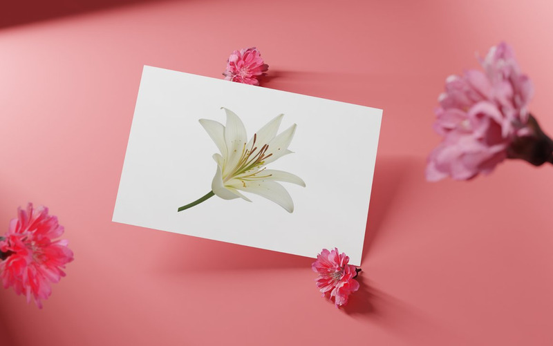 70 White Lily Flower PNG Clipart - Features Image 4