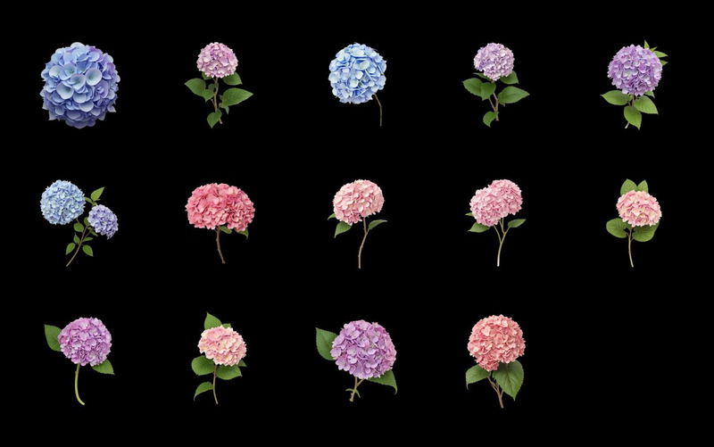 Clipart de flores azules y rosas de hortensias - Características Imagen 5
