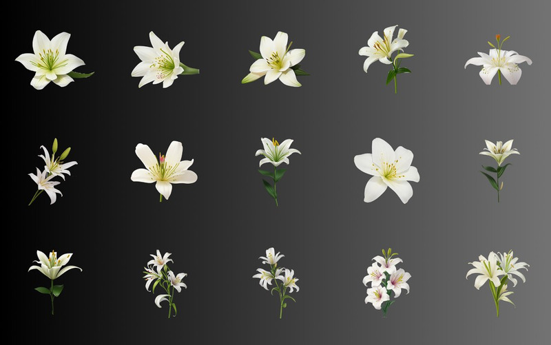 70 White Lily Flower PNG Clipart - Features Image 8
