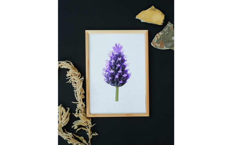 Watercolor Lavender Flower PNG Bundle - Features Image 1