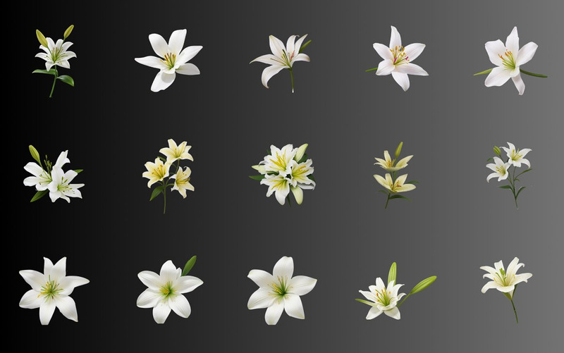 70 White Lily Flower PNG Clipart - Features Image 6
