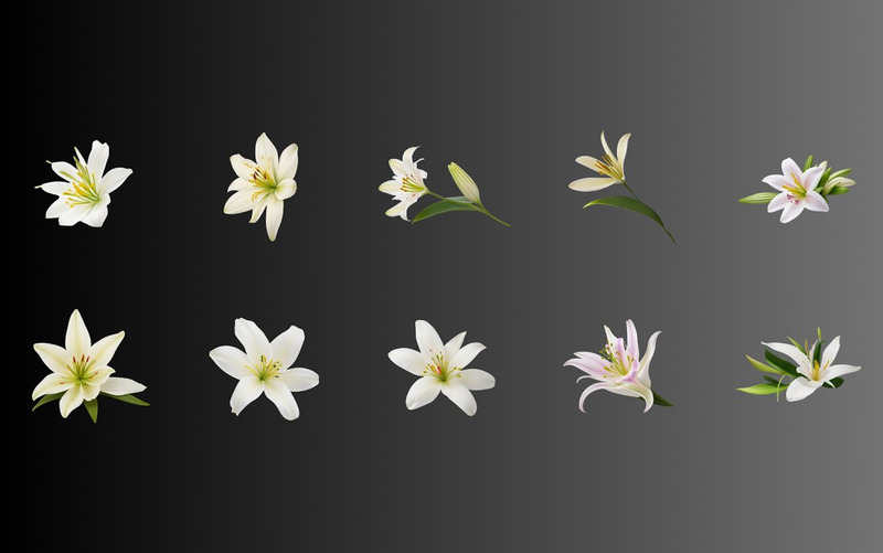70 White Lily Flower PNG Clipart - Features Image 5
