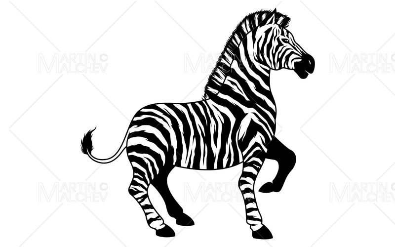 Zebra på den vita vektorillustrationen - Features Image 1