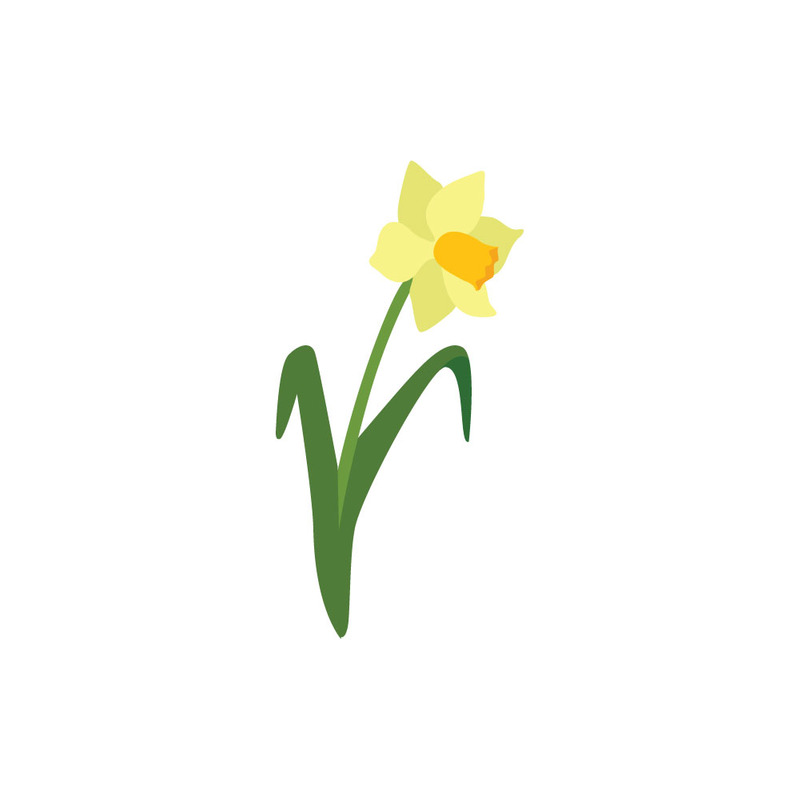 Illustrazione di un fiore di narciso giallo brillante - Caratteristiche Immagine 1
