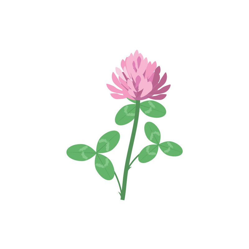 Illustration vectorielle botanique d'une fleur de trèfle blanc - Caractéristiques de l’image 1