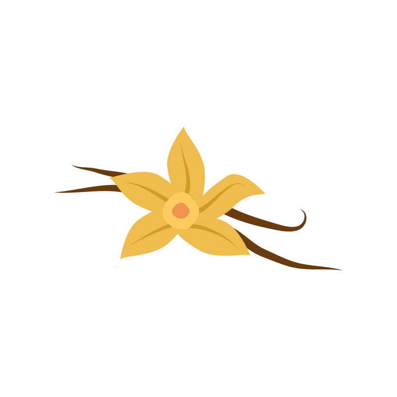 Vanilla Orchid Botanical Illustration with Beans Vector Art - Features Image 1