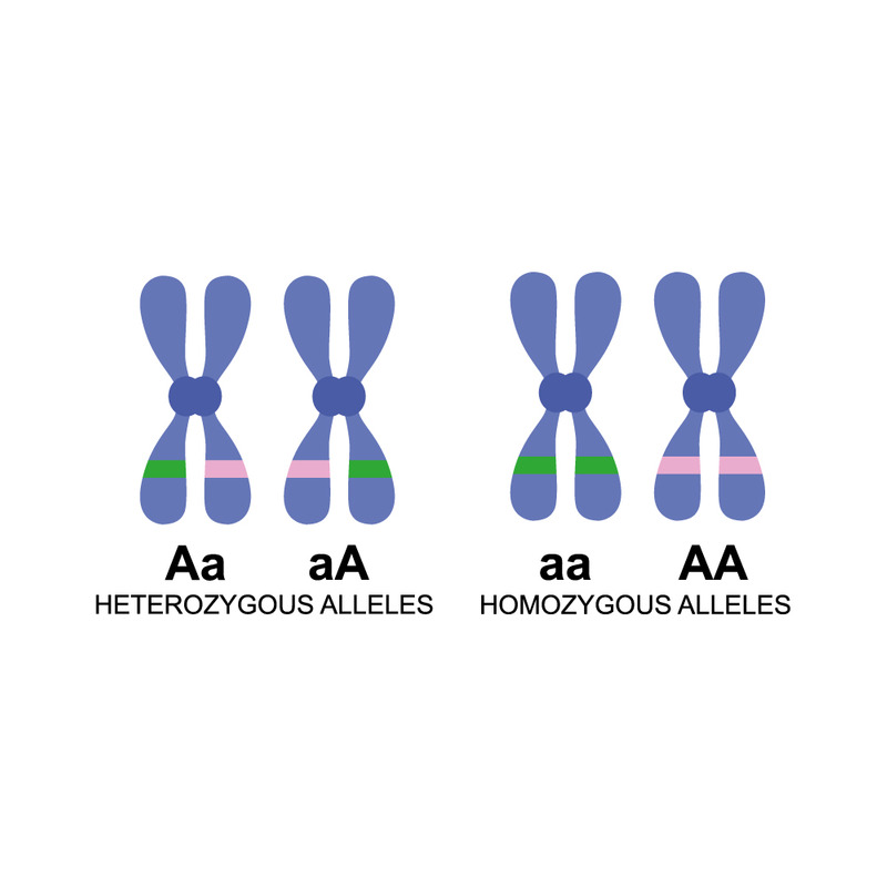 Diverse Chromosome Structures Illustration in Genetic Biology - Features Image 1