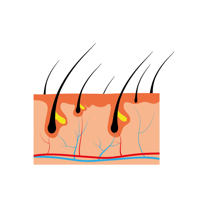 İnsan derisinin bir parçası ve tüm saç yapısı - Features Image 1