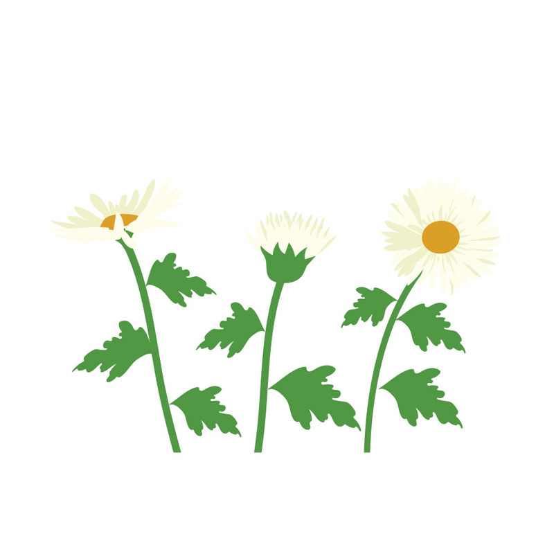 Illustration vectorielle de marguerites dessinées à la main, plante sauvage - Caractéristiques de l’image 1