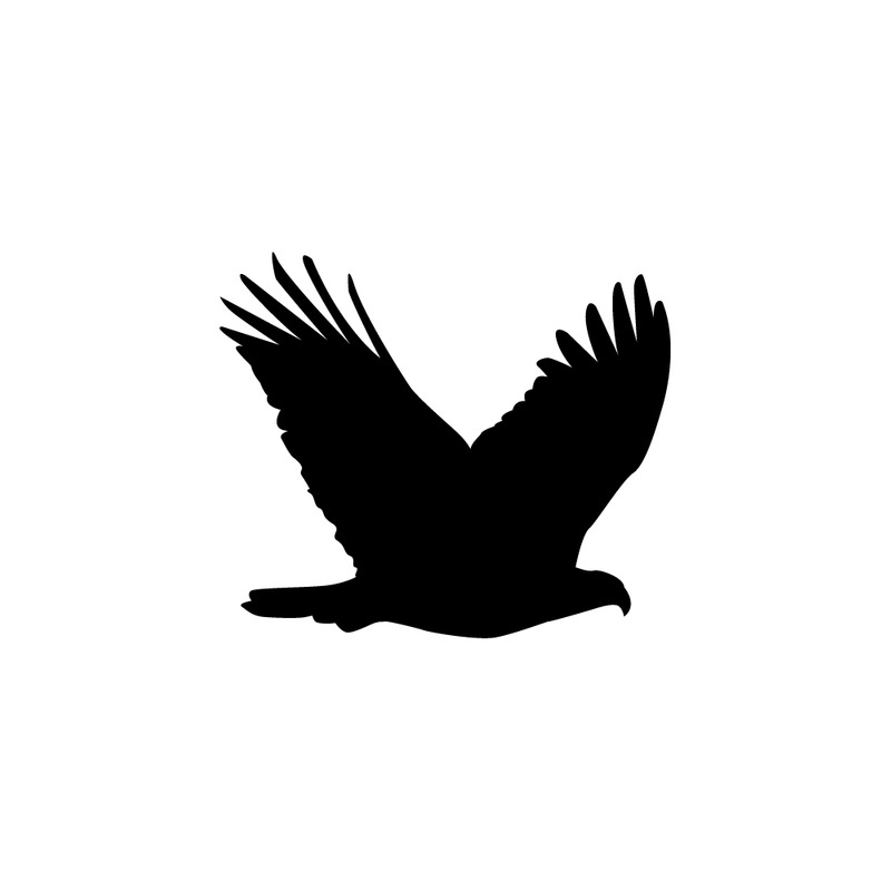 Silhouette di aquila in nero. Aquila chrysaetos in volo - Caratteristiche Immagine 1