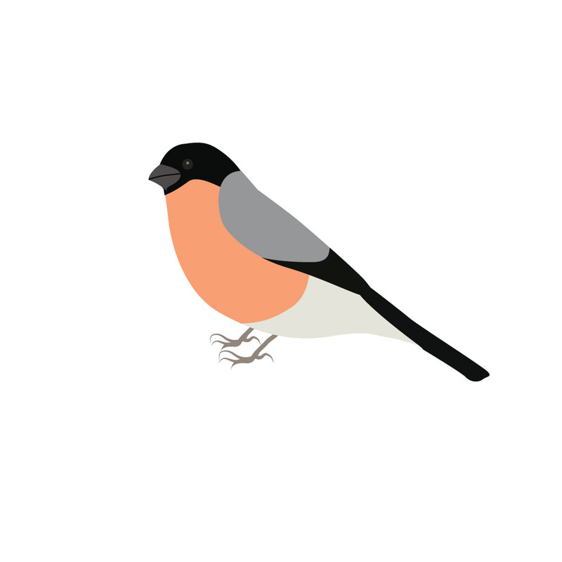 Illustrazione vettoriale di un simpatico uccello ciuffolotto dei cartoni animati - Caratteristiche Immagine 1