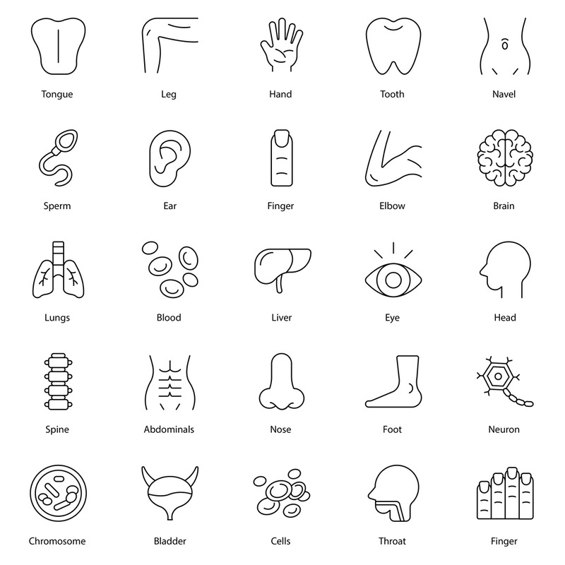 Human Body Icons Bundle Doctor icon Set - Features Image 1