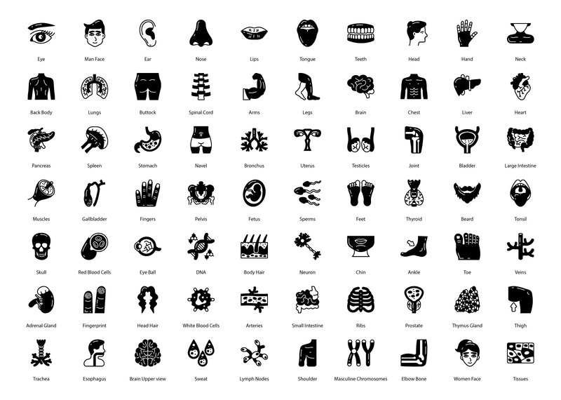 人体部位和器官字形图标 - Features Image 1
