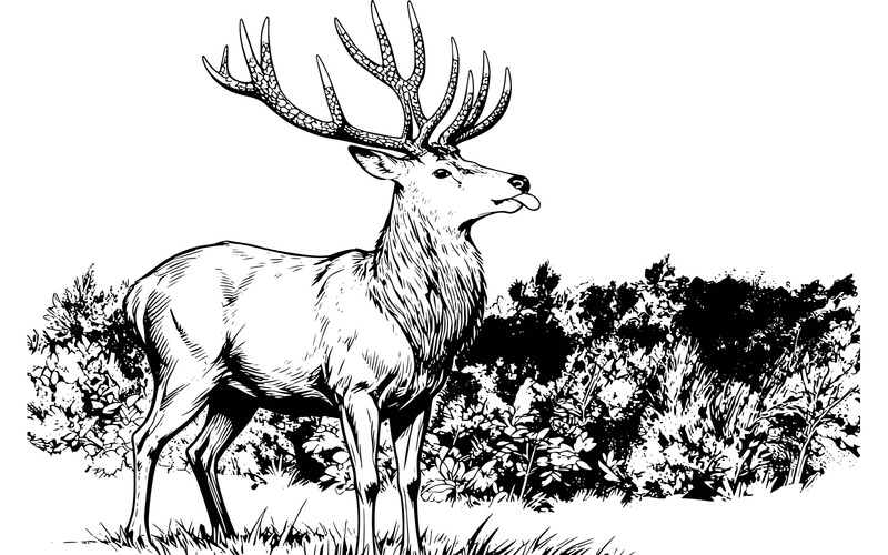Illustrazione di un cervo in piedi sul campo - Caratteristiche Immagine 2