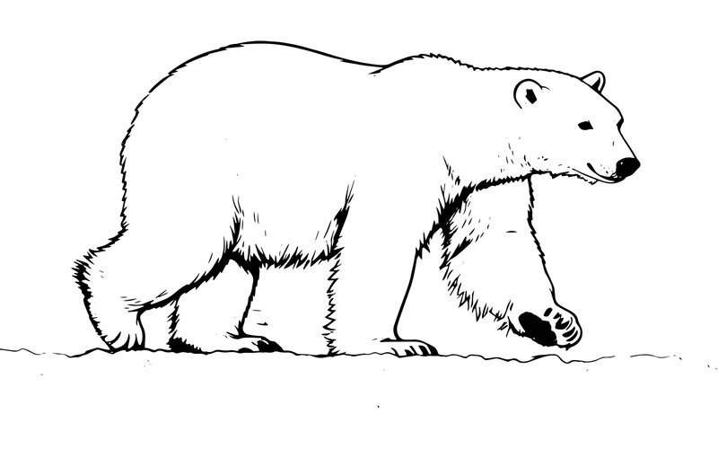 Gros plan sur un animal sauvage (Illustration IA + Dessin vectoriel) - Caractéristiques de l’image 2