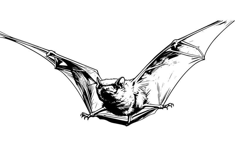 Primo piano di un pipistrello in volo (immagine illustrativa AI + disegno vettoriale) - Caratteristiche Immagine 2