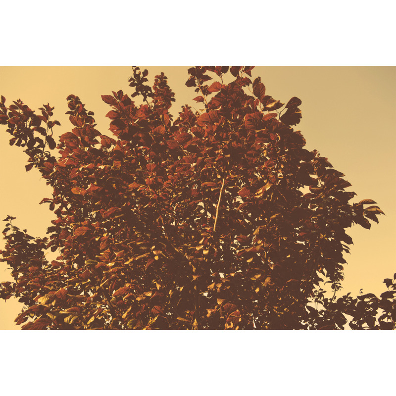 Photographie de feuilles sèches Vol.1 - Caractéristiques de l’image 1