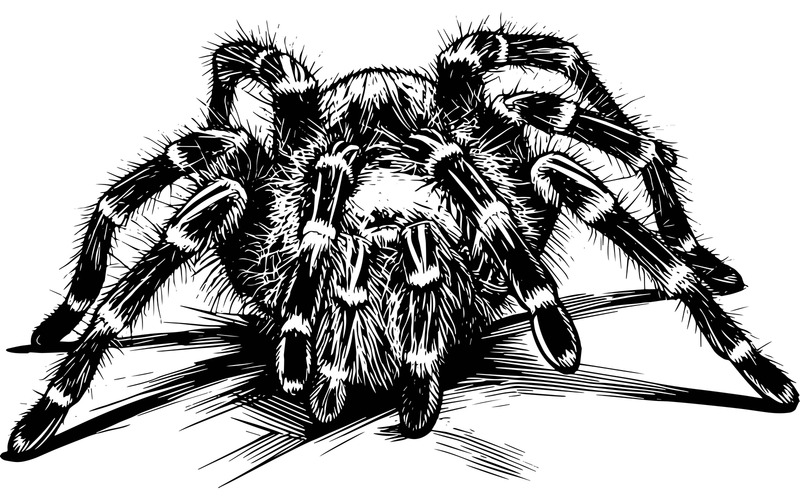 Grammostola Pulchripes Goldknie-Vogelspinne (Weiße Oberflächenillustration) - Eigenschaften Bild 2