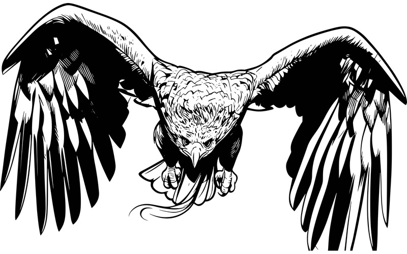 Білохвостий орел прямує прямо до (ілюстрація ШІ + векторний лінійний малюнок) - Features Image 2