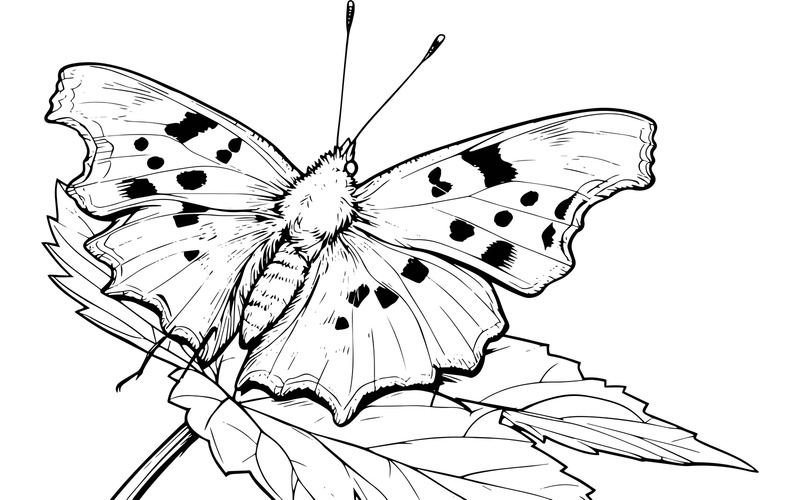 Primer plano de una planta mariposa (imagen de ilustración AI + arte lineal vectorial) - Características Imagen 2