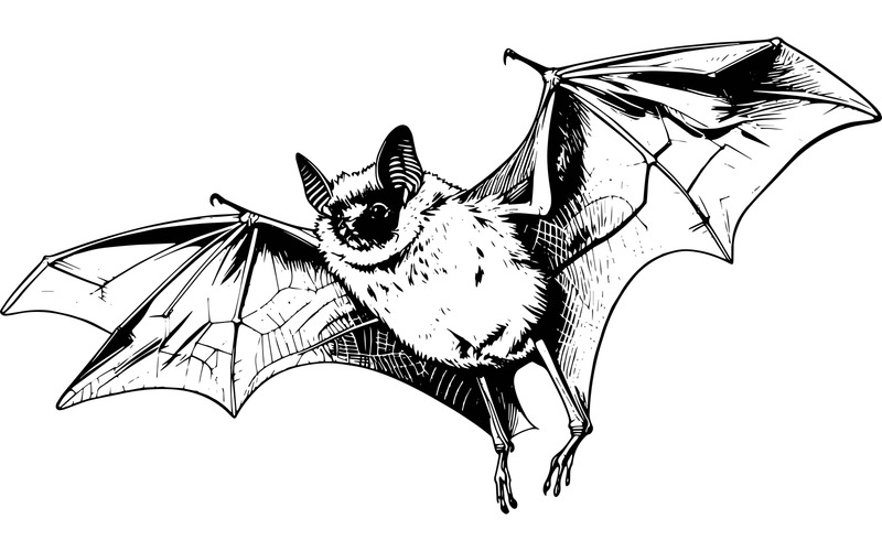 Pipistrello volante (immagine illustrativa AI + disegno vettoriale) - Caratteristiche Immagine 2