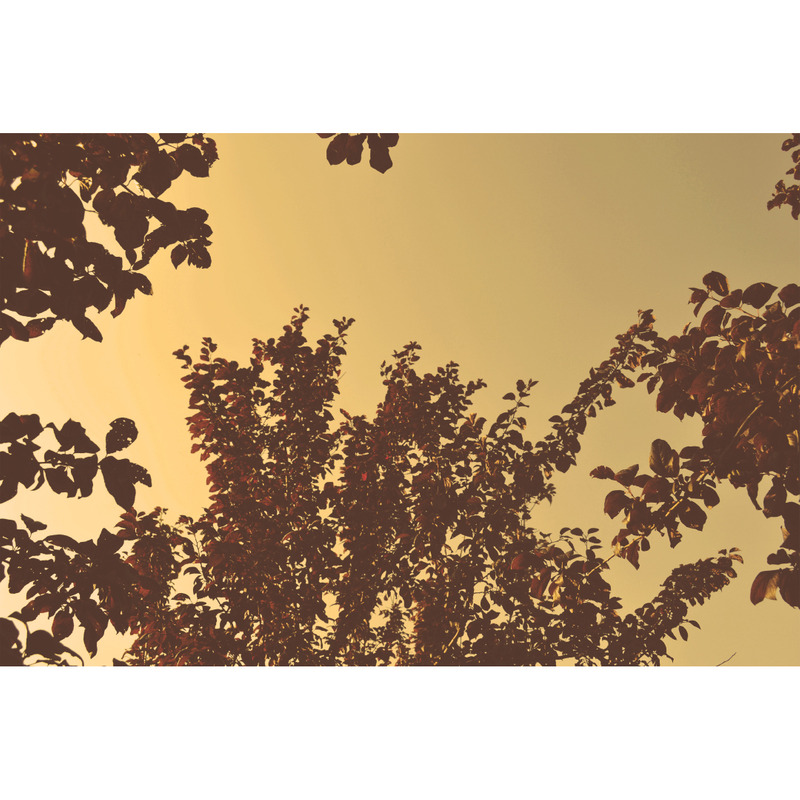 Photographie de feuilles sèches Vol.1 - Caractéristiques de l’image 4