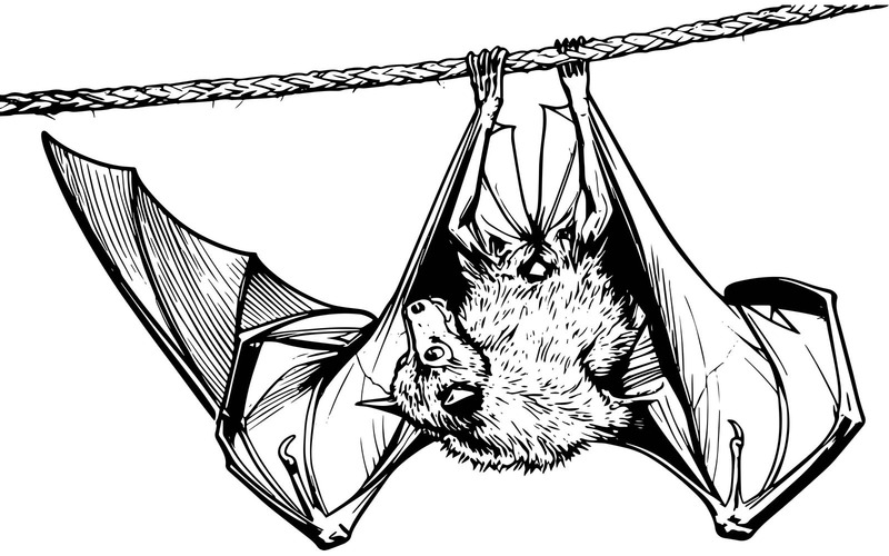 Primo piano di un pipistrello appollaiato su un albero (immagine illustrativa AI + grafica vettoriale) - Caratteristiche Immagine 2