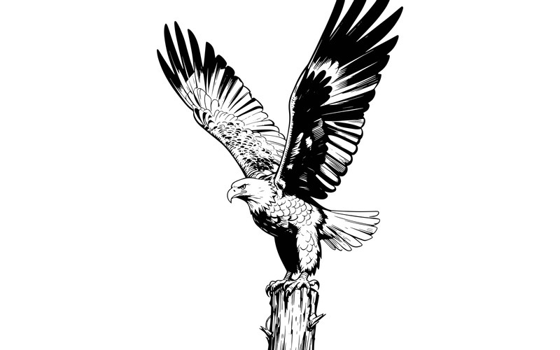 Primo piano di una maestosa aquila calva (immagine illustrativa AI + grafica vettoriale) - Caratteristiche Immagine 2