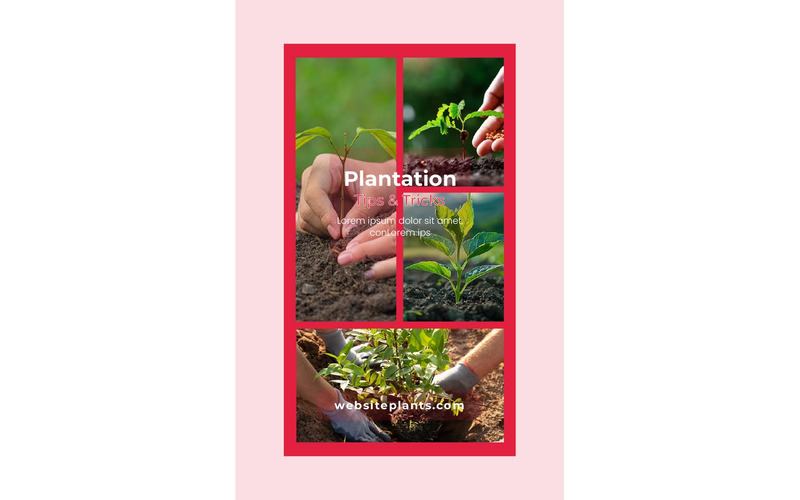 Instagram Stories Plantation Tips - Features Image 1