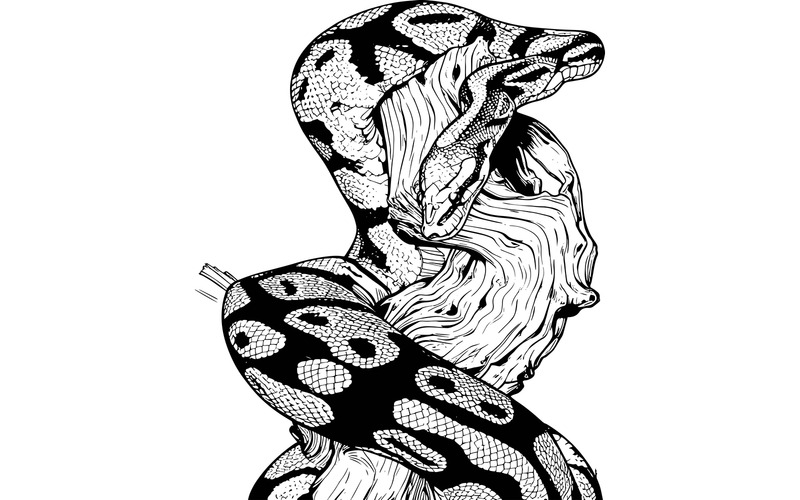 Testa di serpente pitone palla Primo piano Illustrazione in legno di serpente pitone palla Primo piano Illustrazione in legno di serpente pitone palla - Caratteristiche Immagine 2