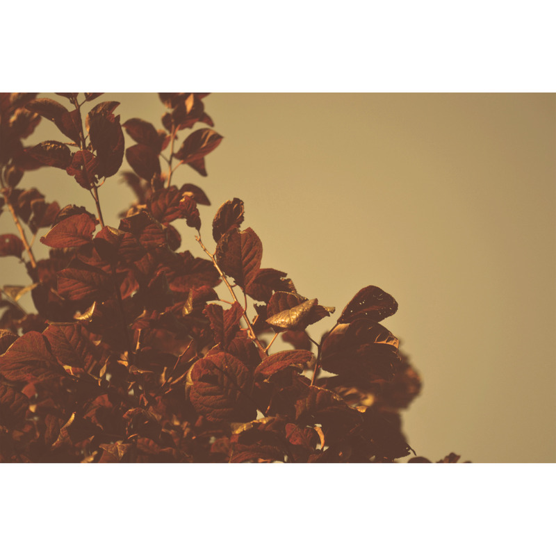 Photographie de feuilles sèches Vol.1 - Caractéristiques de l’image 5