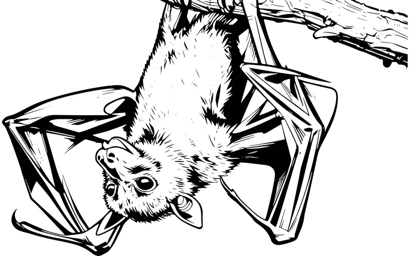 蝙蝠倒立 AI 插画图像 + 矢量线稿 - Features Image 2