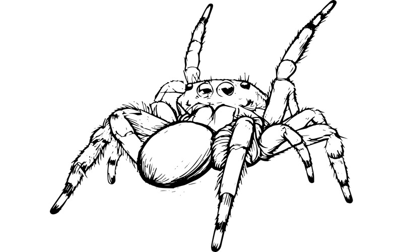 Macro-opname van een prachtige spinnenillustratie - Features Image 2