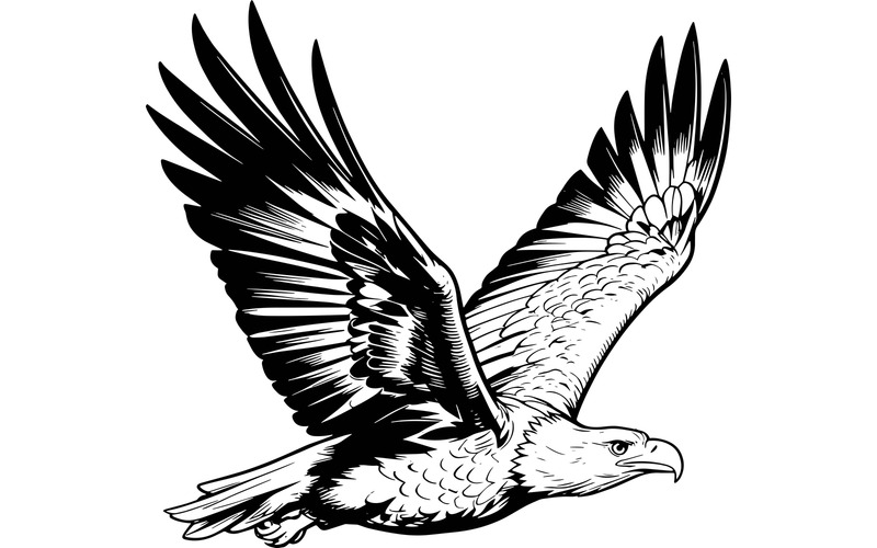 Närbild av vithövdad havsörn som flyger i luften (AI-illustrationsbild + vektorgrafik) - Features Image 2