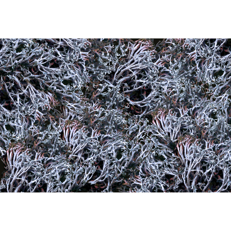 Sfondi organici astratti - Caratteristiche Immagine 3