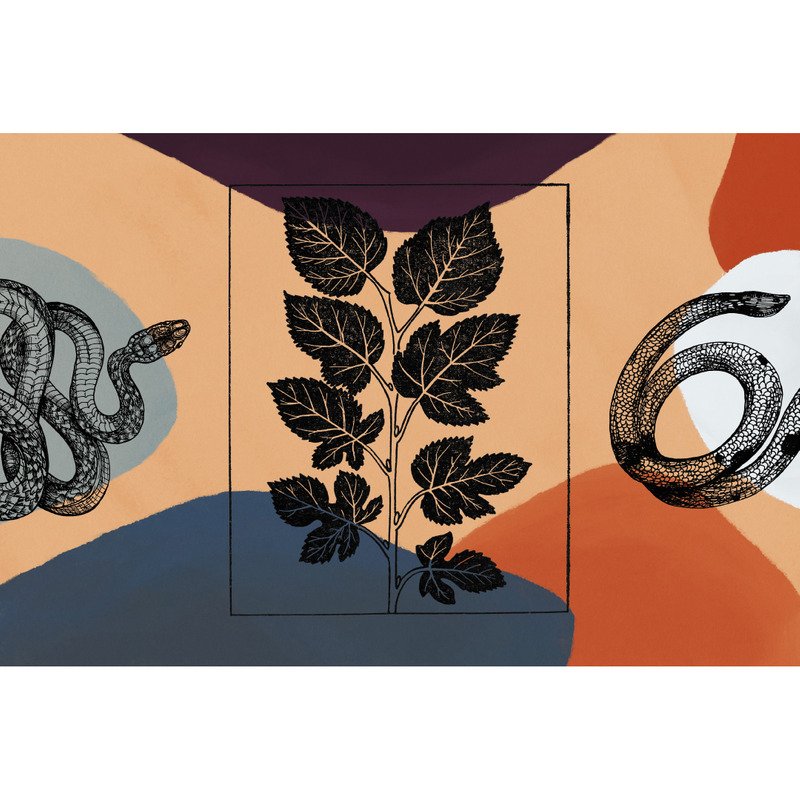 Arrière-plans de botanique et de serpents - Caractéristiques de l’image 5