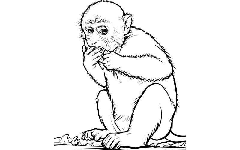 Primo piano di una scimmia macaco rhesus che mangia un'illustrazione - Caratteristiche Immagine 2
