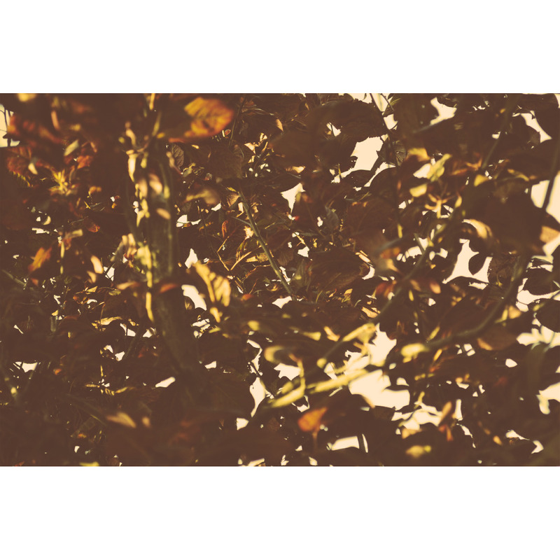 Photographie de feuilles sèches Vol.1 - Caractéristiques de l’image 2