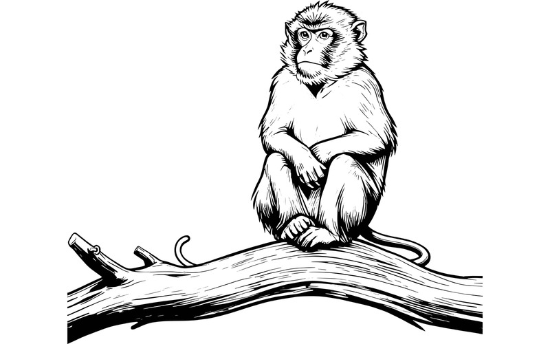 Illustrazione naturalistica della scimmia macaco - Caratteristiche Immagine 2